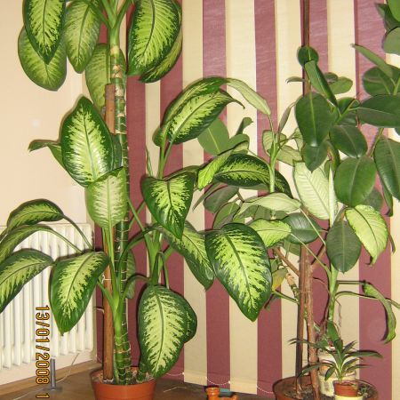 DIEFFENBACHIA GIGANTICA